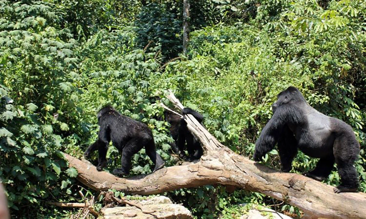 Can You Go Gorilla Trekking in Mgahinga Gorilla National Park?