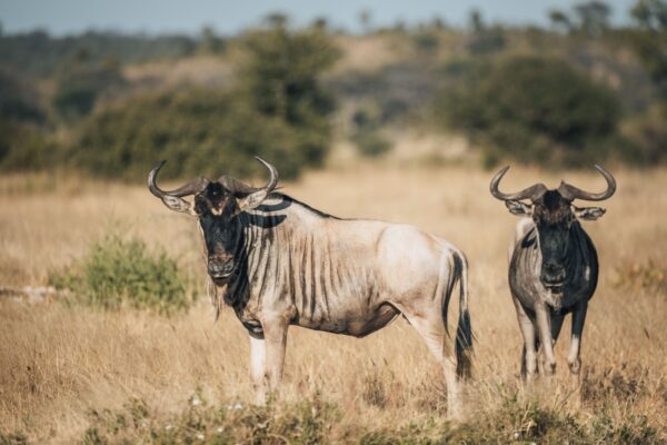 serengeti