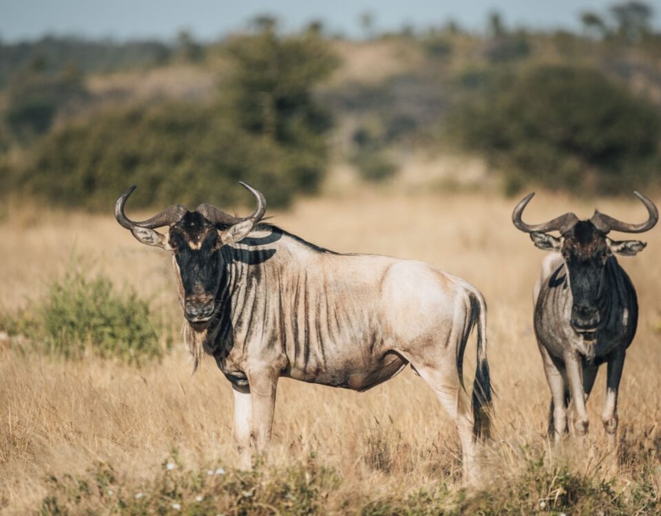 serengeti