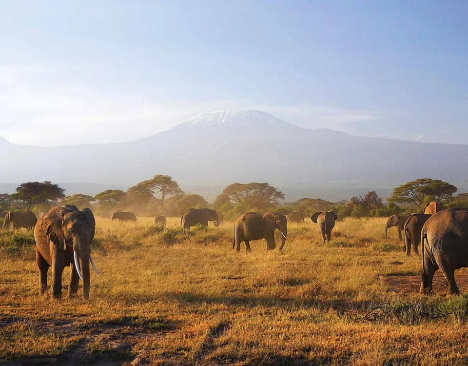 12 Days Kenya Classic and Northern Safari