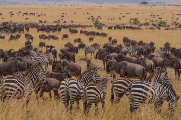 13-Day Grand Migration Safari to Kenya & Tanzania