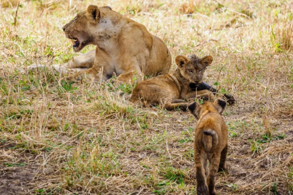 13 Days Kenya Wilderness Safari1 13 Days Kenya Wilderness Safari