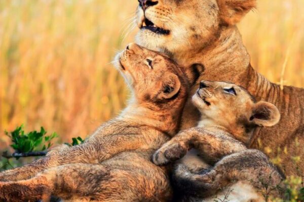 14 Days Kenya Premium Safari Adventure 14 Days Kenya Premium Safari Adventure