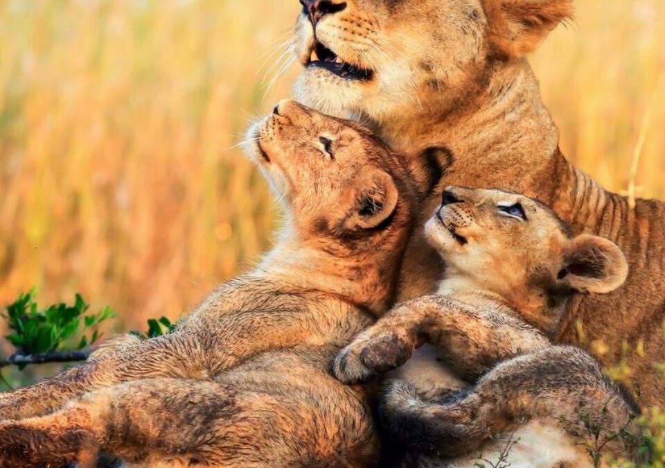 14 Days Kenya Premium Safari Adventure