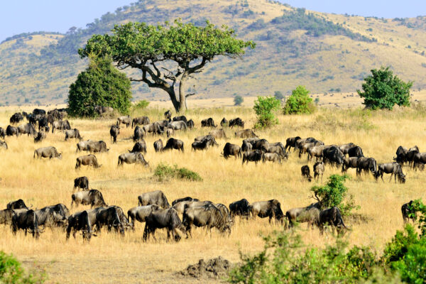 14 Days Kenya Ultimate Wildlife Experience 14 Days Kenya Ultimate Wildlife Experience