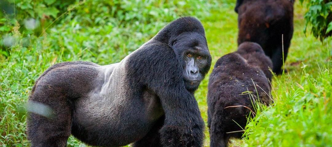 Mucunguzi Gorilla Family