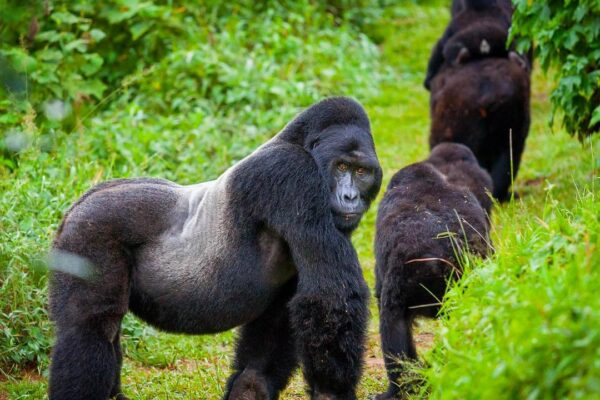 14 Days Rwanda Gorilla and Uganda Tour