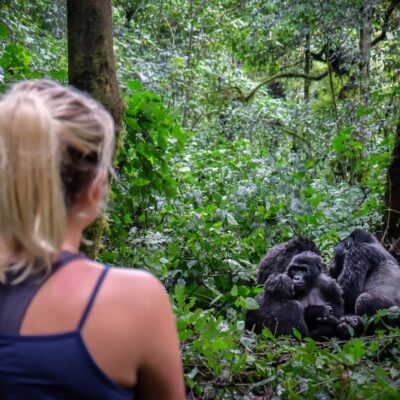 4-Day Rwanda Gorillas & Chimps Tracking Tour 4-Day Rwanda Gorillas & Chimps Tracking Tour