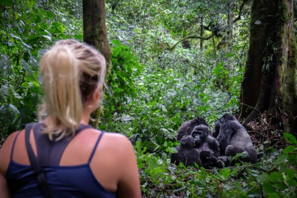 4-Day Rwanda Gorillas & Chimps Tracking Tour