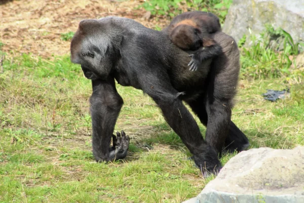 11-Day Uganda Big Five Safari & Gorilla Trekking Tour 11-Day Uganda Big Five Safari & Gorilla Trekking Tour