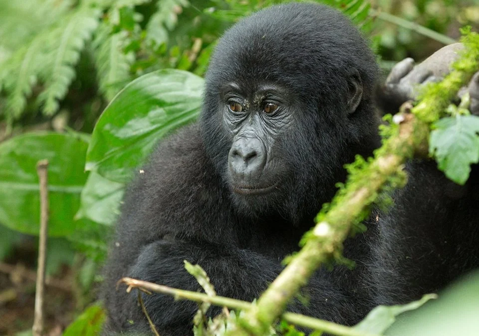 4 Days Bwindi Uganda Gorilla Trekking Safari