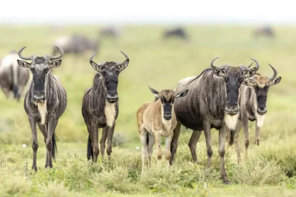5-Day Calving Season Honeymoon Safari & Balloon Adventure 5-Day Calving Season Honeymoon Safari & Balloon Adventure