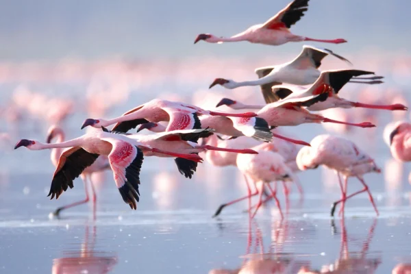 5 Days Lake Nakuru and Masai Mara Safari 5 Days Lake Nakuru and Masai Mara Safari
