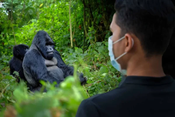 5 Days Rwanda BIG APES Safari 5 Days Rwanda BIG APES Safari