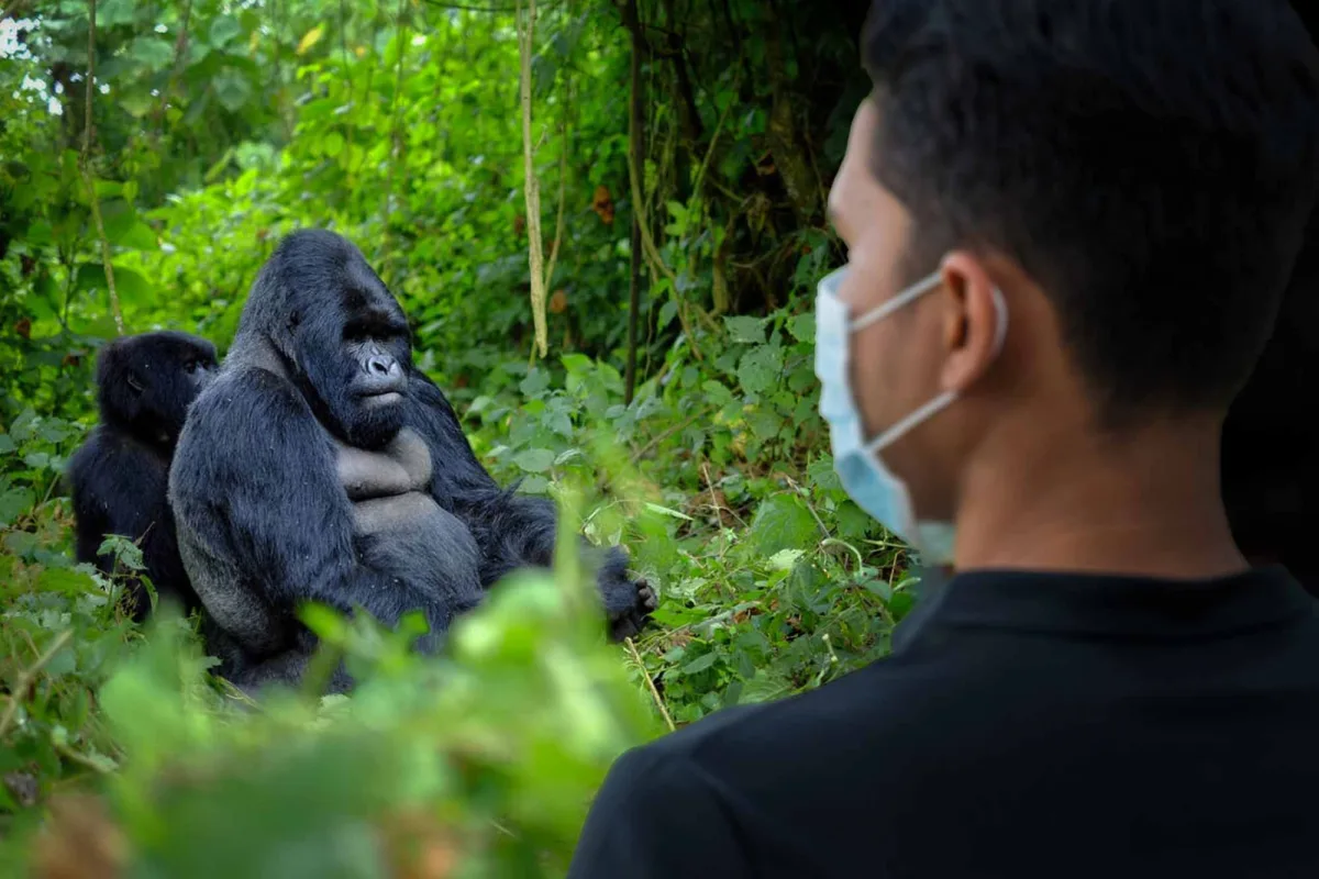 5 Days Rwanda BIG APES Safari