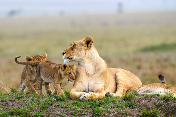 5 Days Uganda Classic Safaris Tour 5 Days Uganda Classic Safaris Tour