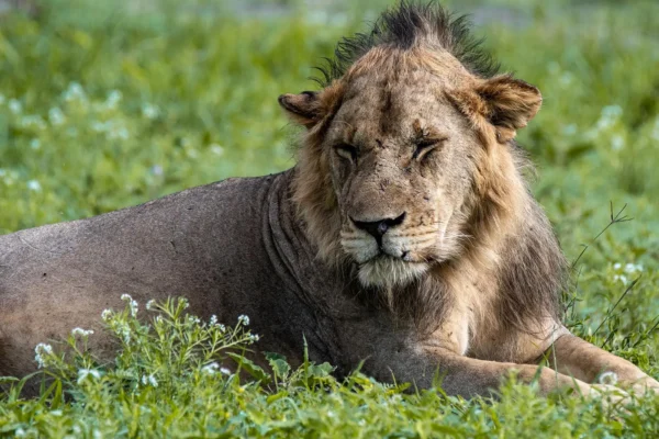 6-Day Affordable Safari Adventure (Northern Circuit) 6-Day Tanzania Affordable Safari Adventure