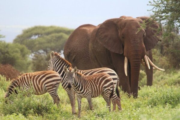 6 Days Amboseli and Masai Mara Safari 6 Days Amboseli and Masai Mara Safari