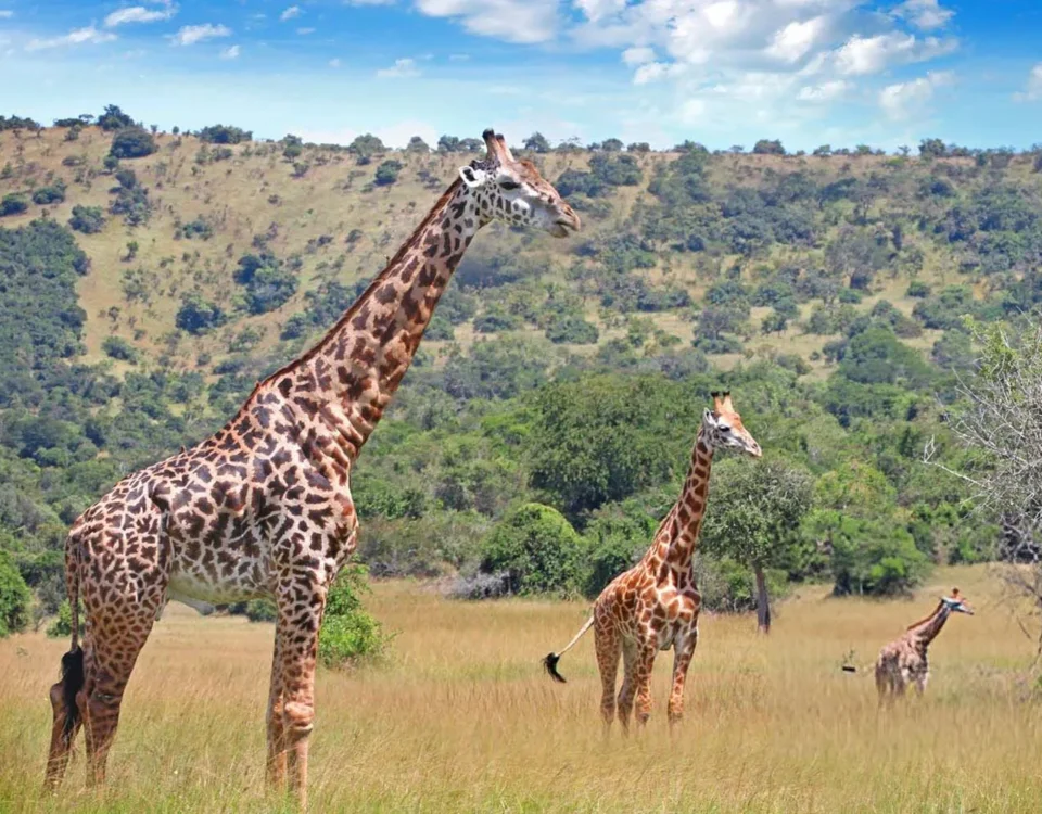6 Days Rwanda Wildlife and Chimpanzee Tracking Safari