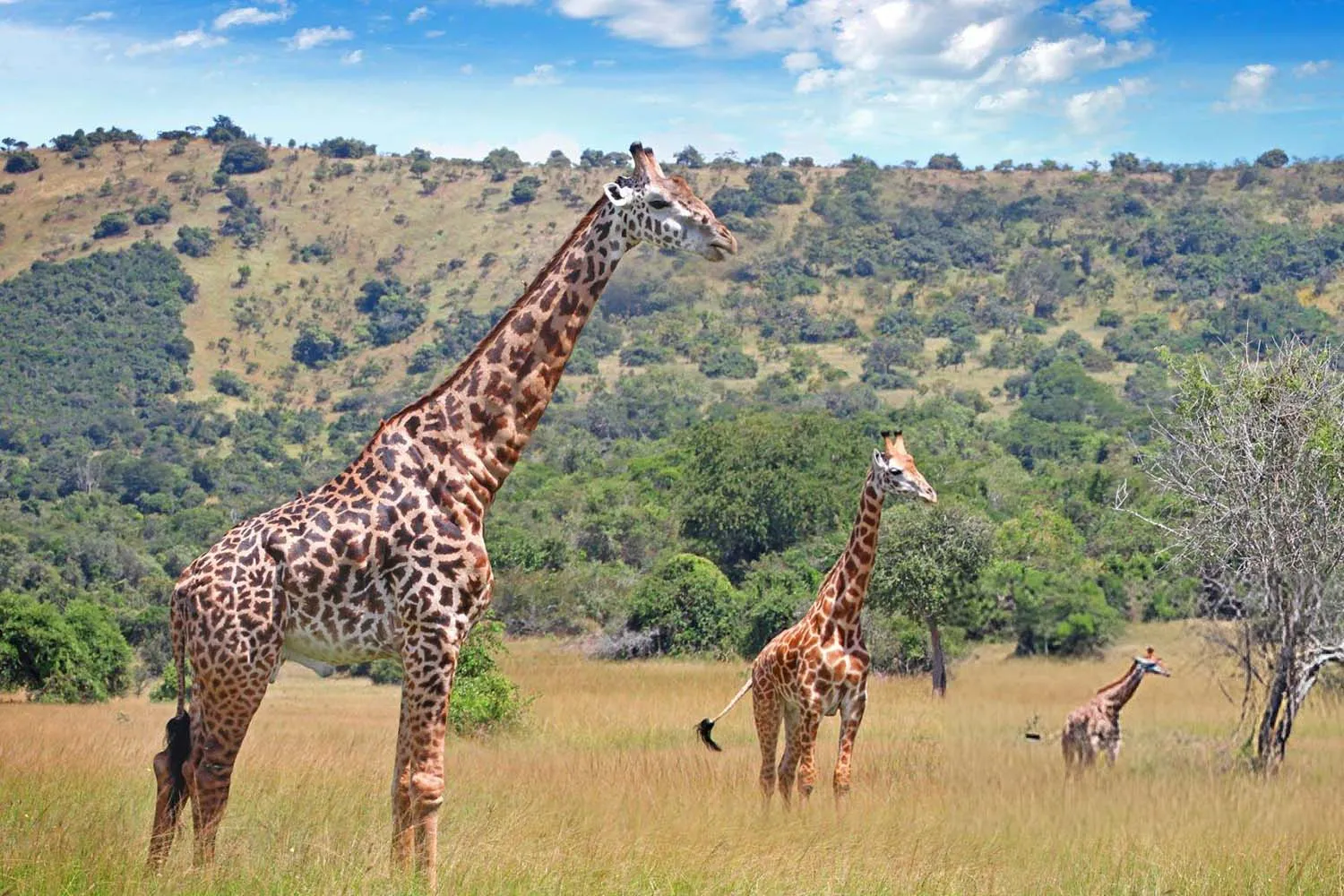 6 Days Rwanda Wildlife and Chimpanzee Tracking Safari