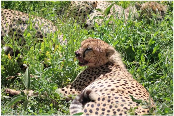 7-Day Tanzania Wildlife Safari, 7-Day Tanzania Wildlife Safari