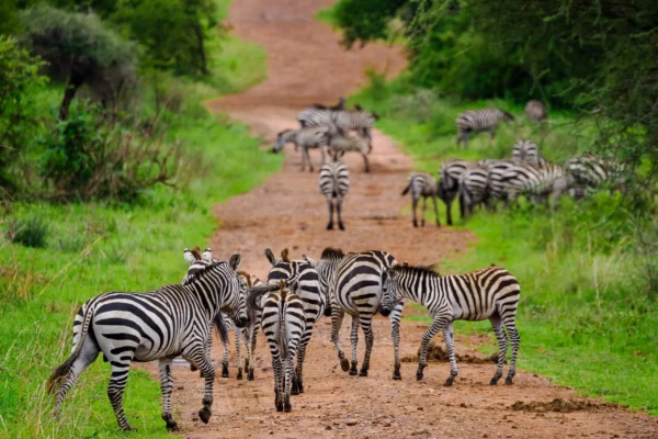 7-Day Tanzania Wildlife Wonders Experience Tour1 7-Day Tanzania Wildlife Wonders Experience Tour