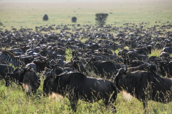 7 Days Highlights of Rwanda Safari 7 Days Highlights of Rwanda Safari