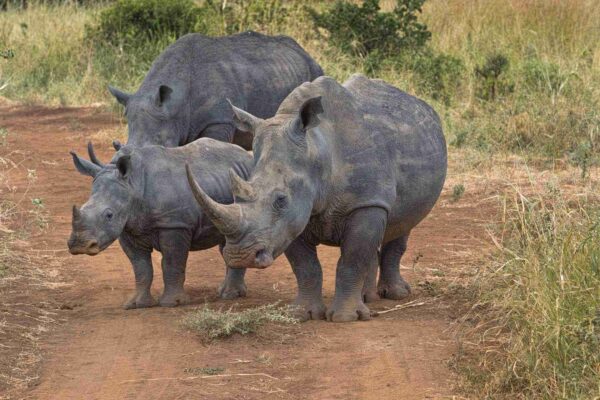 7 Days Kenya Big Five Safari 7 Days Kenya Big Five Safari