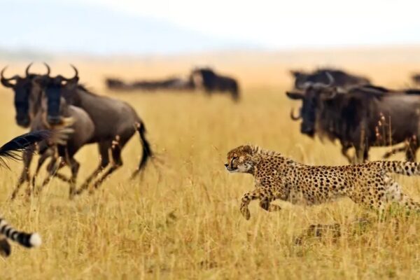 7 Days Kenya Wildlife Adventure 7 Days Kenya Wildlife Adventure