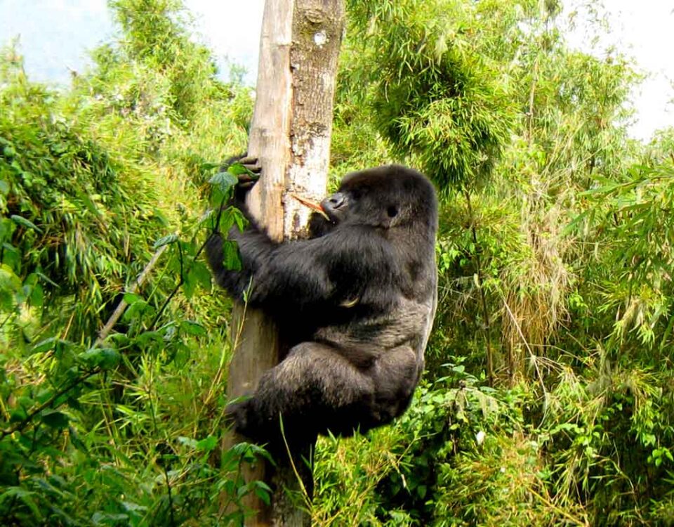 7 Days Rwanda Wildlife & Uganda Gorilla Habituation Safari