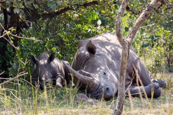 7 Days Uganda Big Five & Gorilla Trekking Safari 7 Days Uganda Big Five & Gorilla Trekking Safari