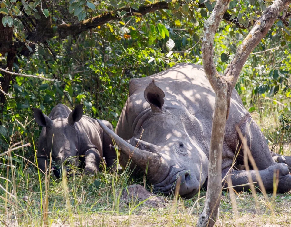 7 Days Uganda Big Five & Gorilla Trekking Safari