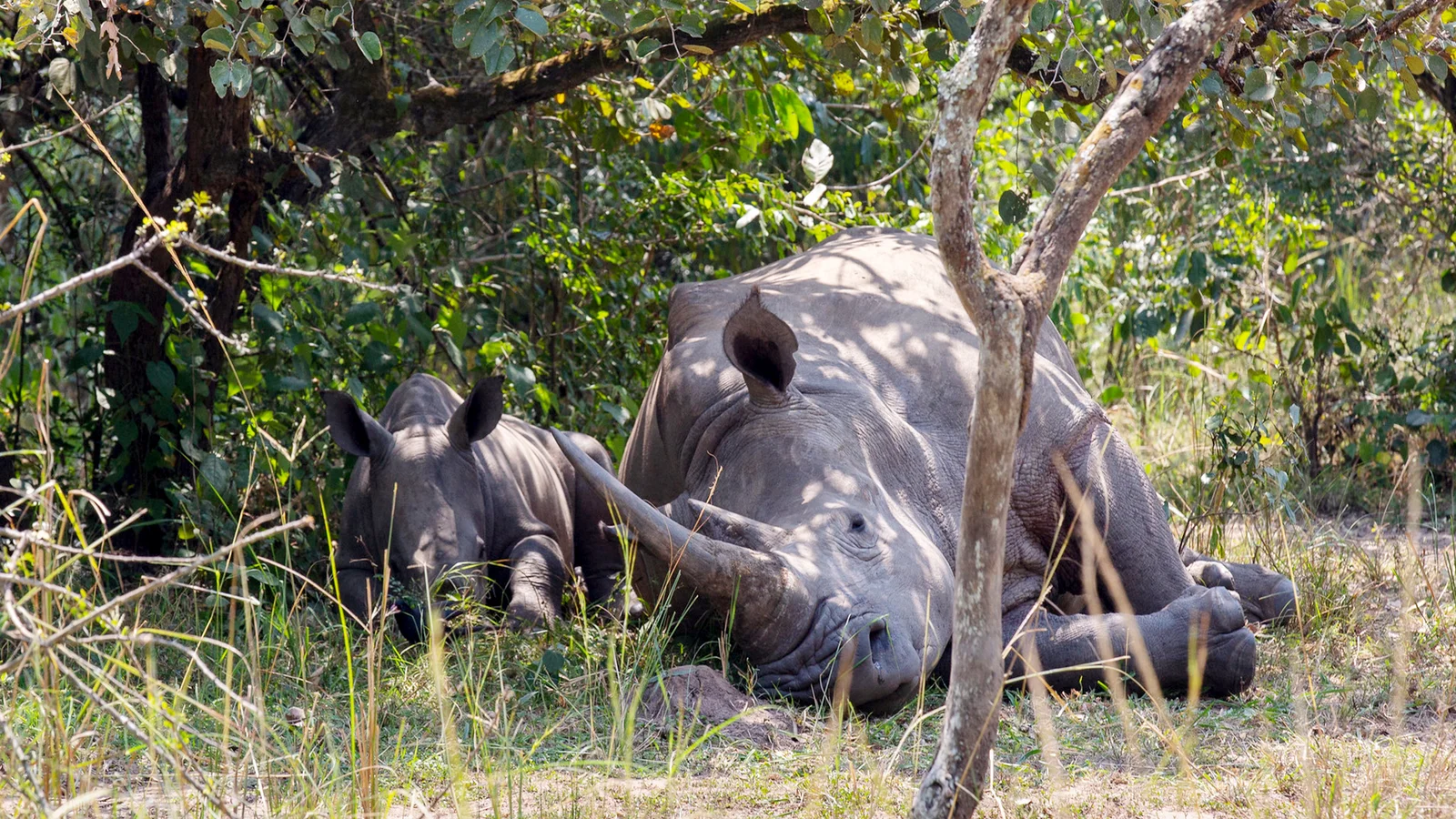 7 Days Uganda Big Five & Gorilla Trekking Safari
