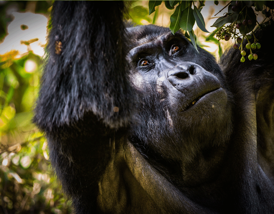 7 Days Uganda Game Drives & Gorilla Safari