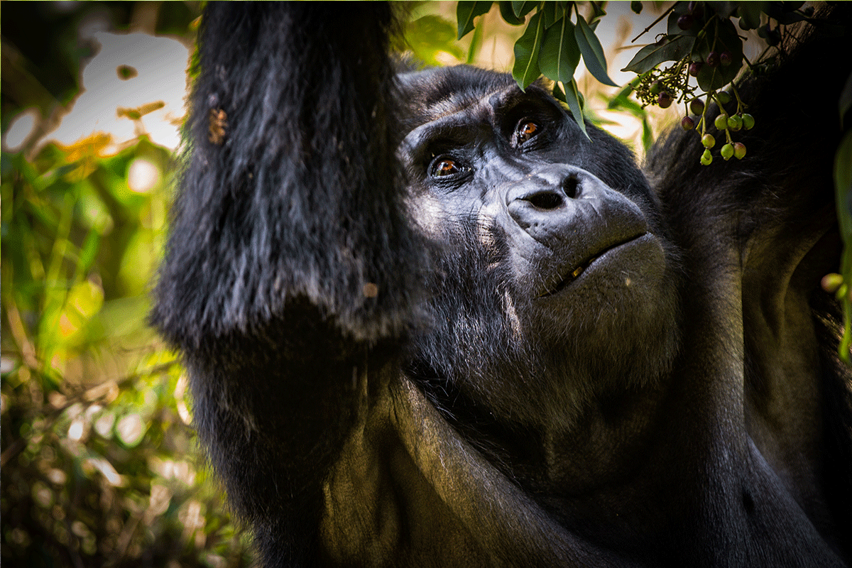 7 Days Uganda Game Drives & Gorilla Safari