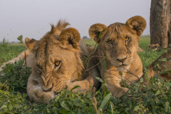 8-Day Tanzania Northern Circuit Safari 8-Day Tanzania Northern Circuit Safari