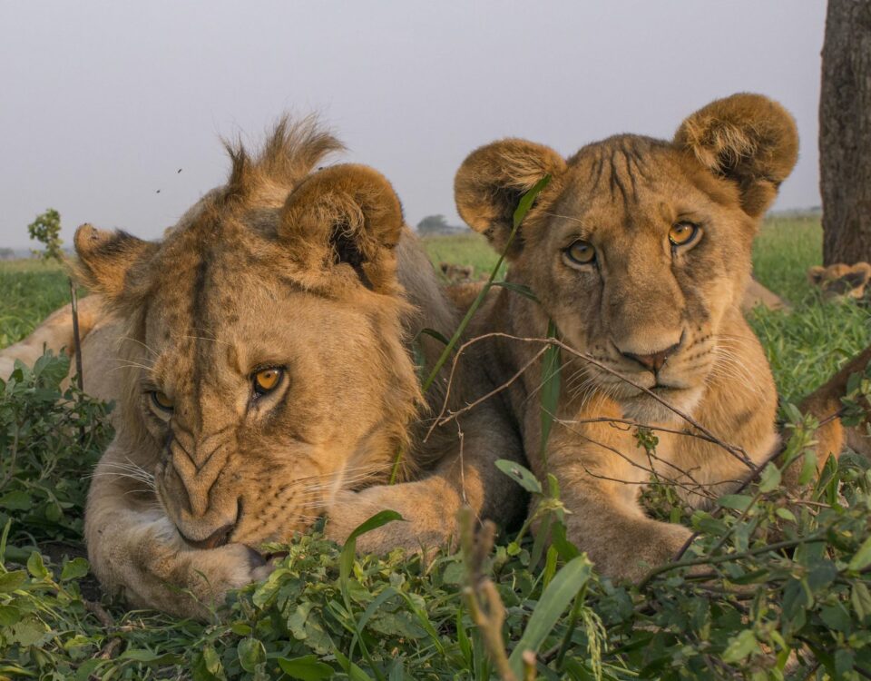  8-Day Tanzania Northern Circuit Safari