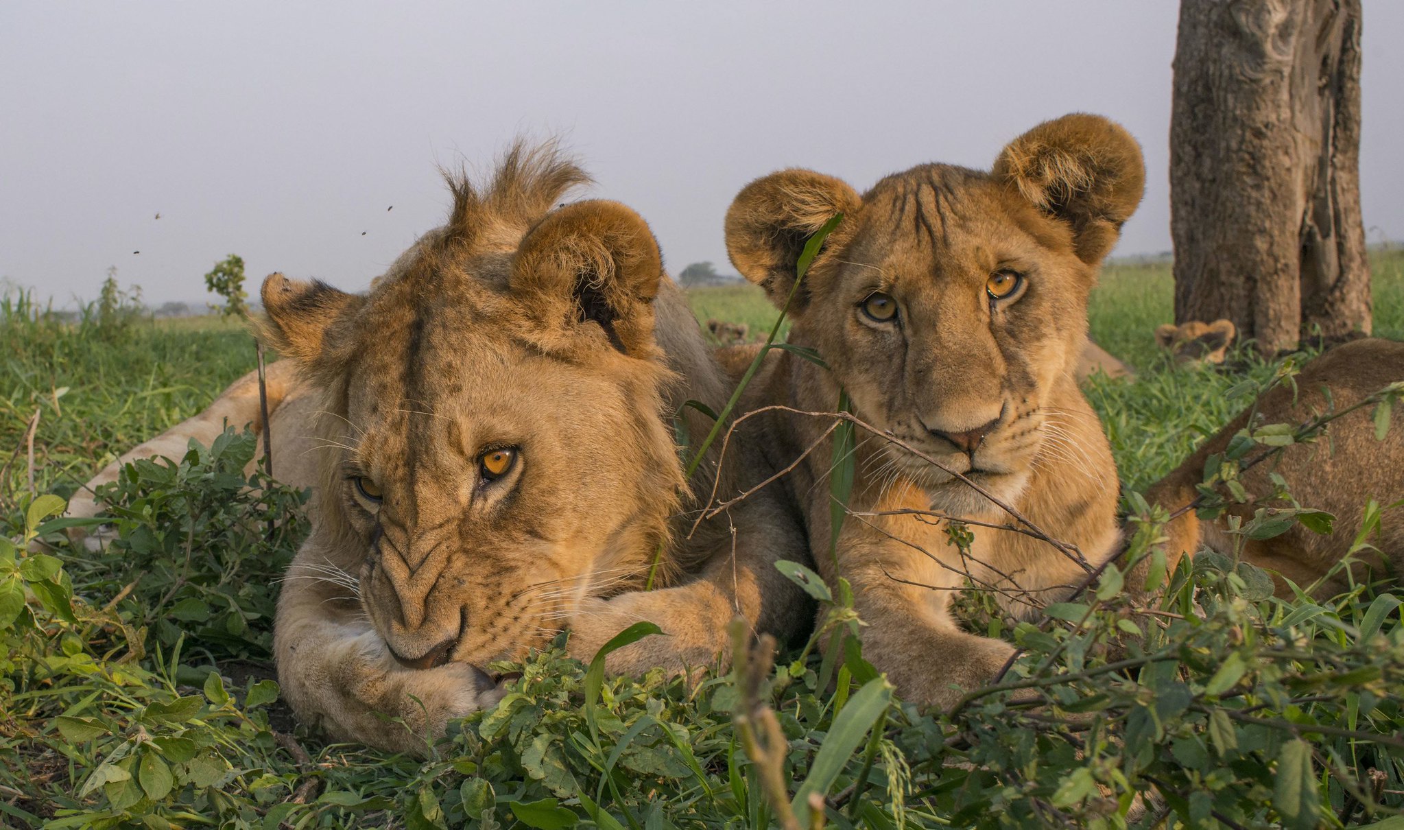 8-Day Tanzania Northern Circuit Safari