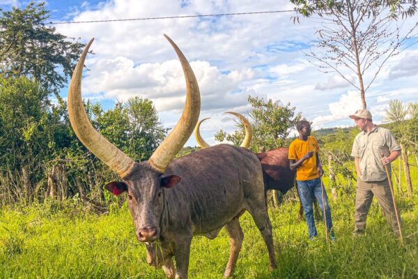8 Days Best of Western Uganda Safari 8 Days Best of Western Uganda Safari