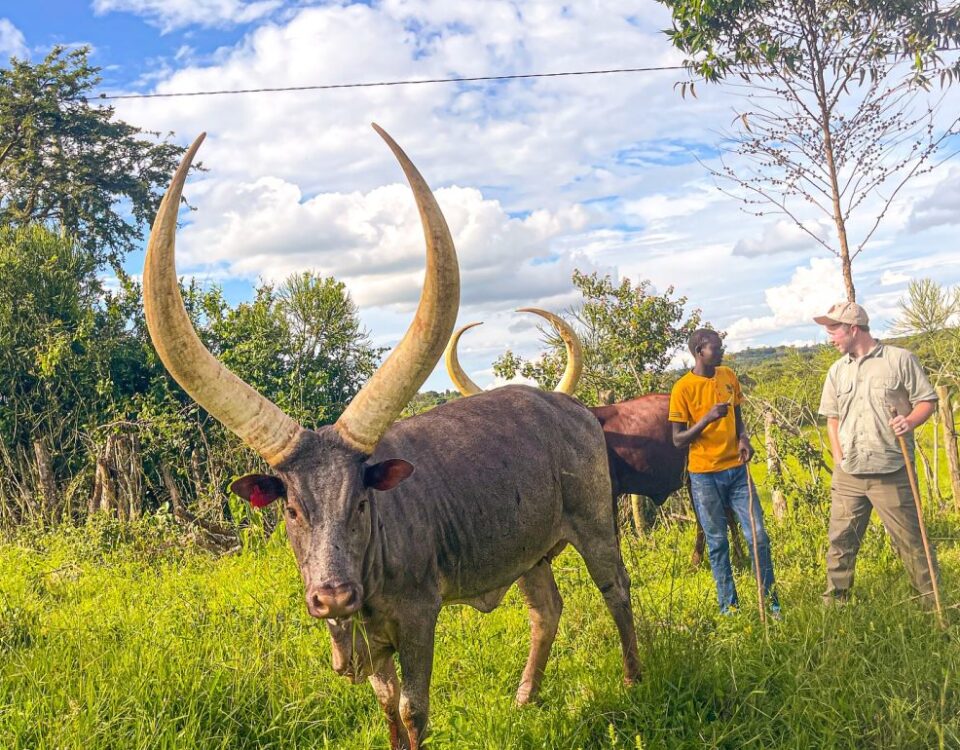 8 Days Best of Western Uganda Safari