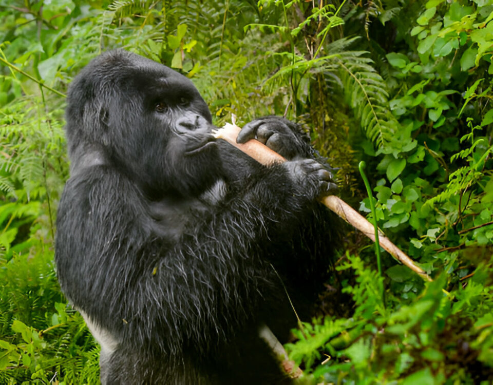 8 Days Rwanda Uganda Primates Safari