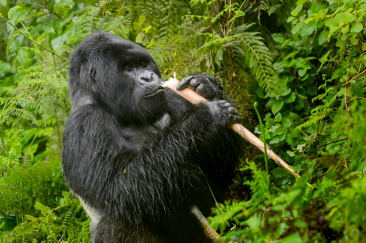 8 Days Rwanda Uganda Primates Safari