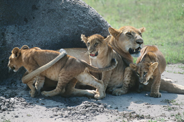 8 Days Uganda Big Five & Gorilla Trekking Safari 8 Days Uganda Big Five & Gorilla Trekking Safari