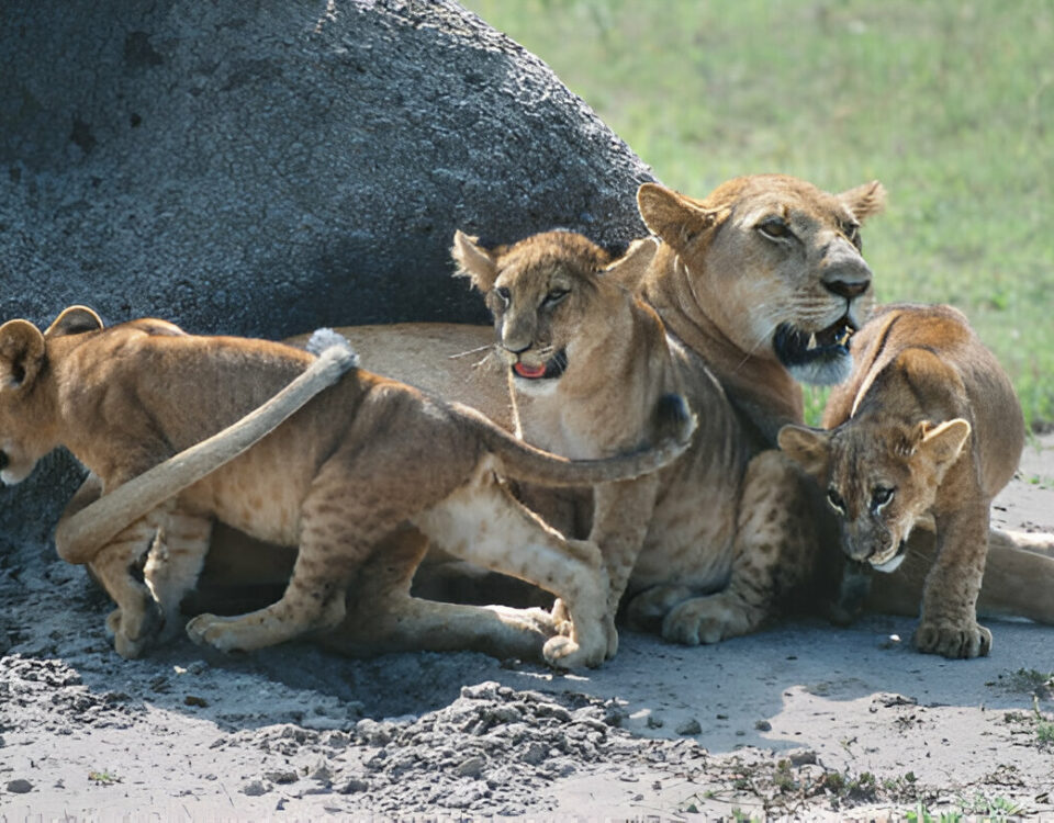 8 Days Uganda Big Five & Gorilla Trekking Safari