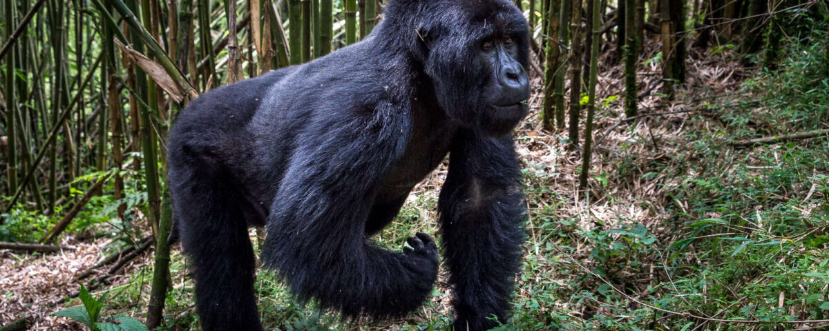 9-Day Explore the Best of Rwanda