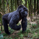 9-Day Explore the Best of Rwanda