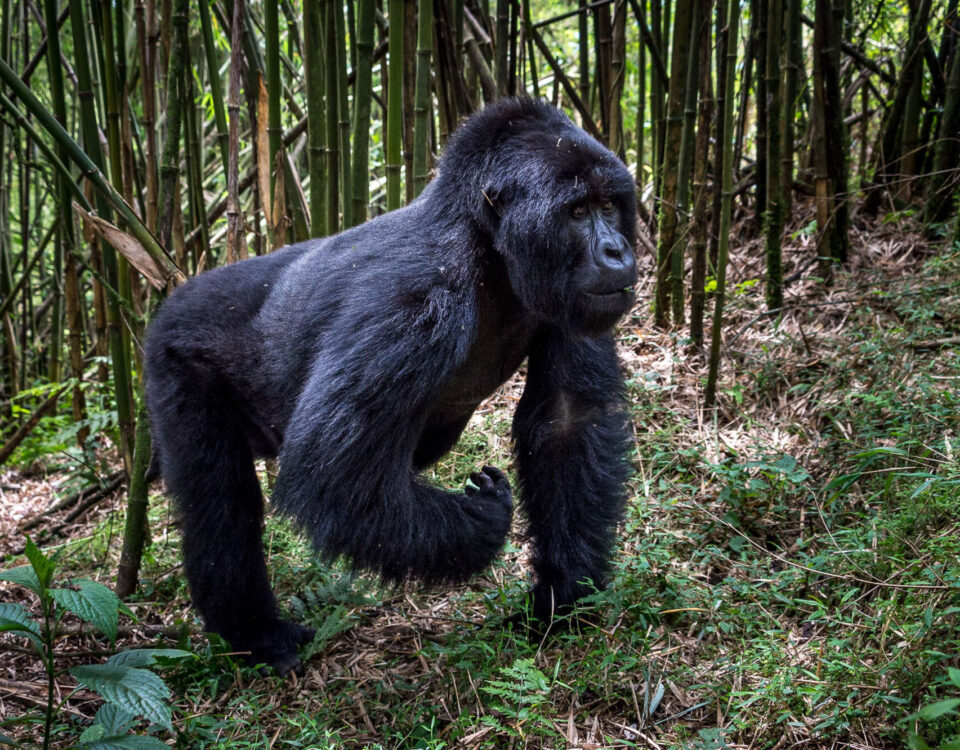 9-Day Explore the Best of Rwanda
