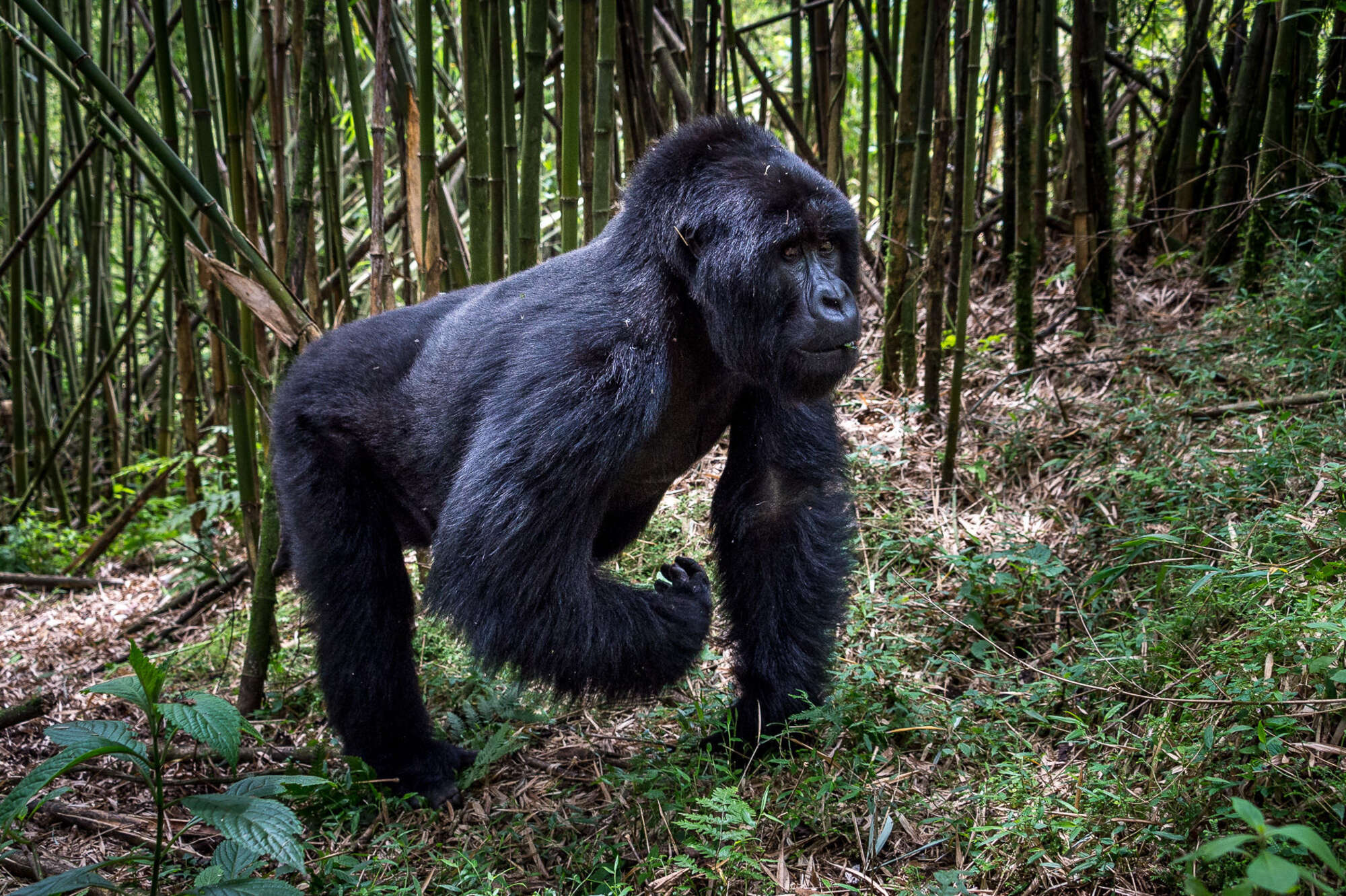 9-Day Explore the Best of Rwanda
