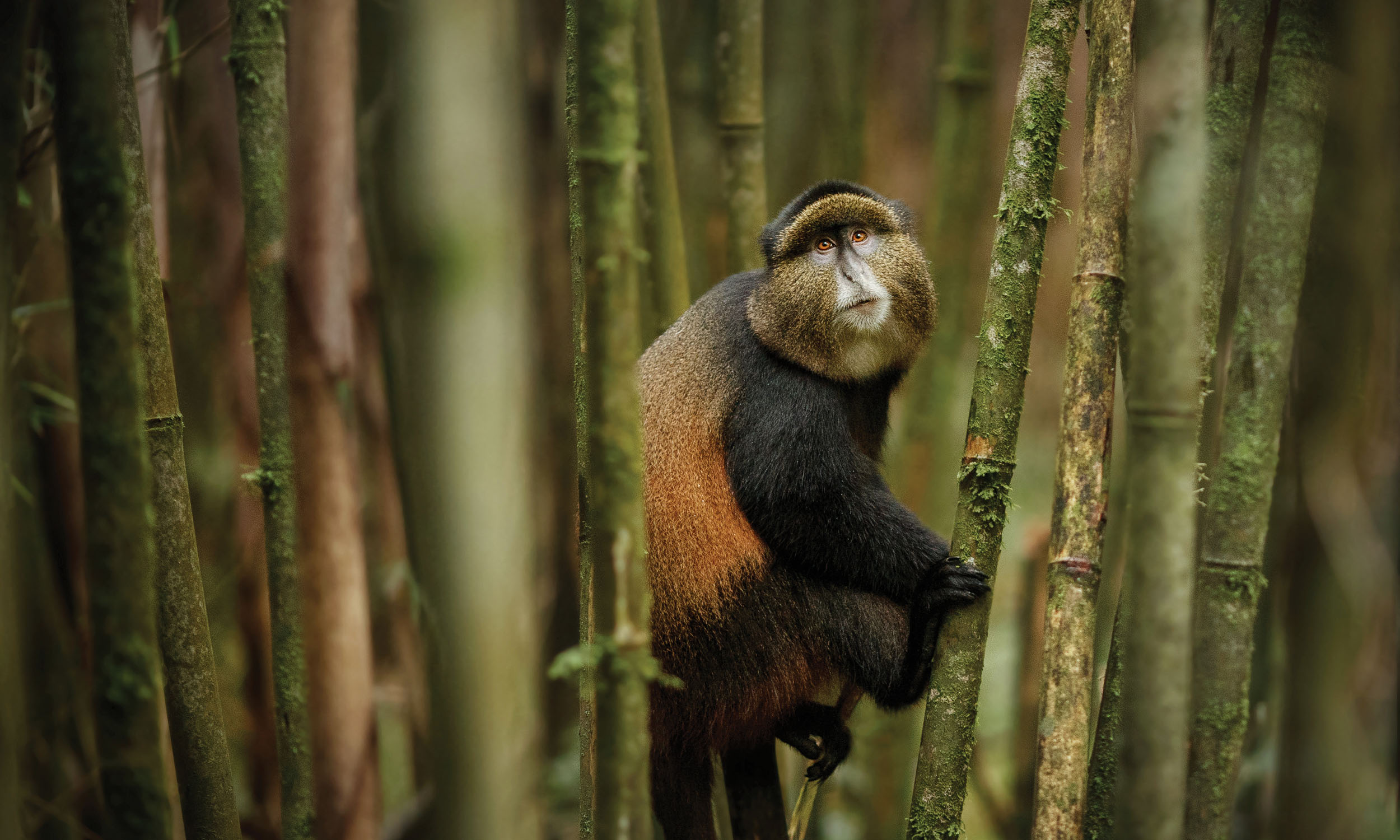 9-Day Rwanda Great Primate Expedition Safari