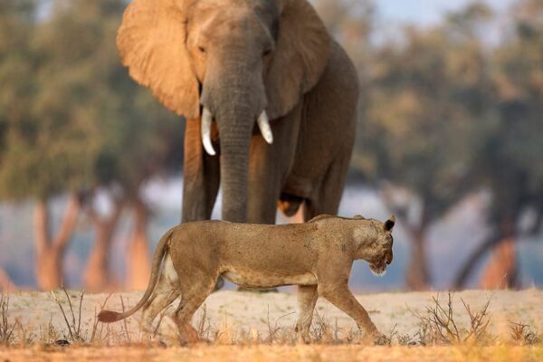 9-Day Uganda Big Five Safari & Gorilla Trekking Tour 9-Day Uganda Big Five Safari & Gorilla Trekking Tour
